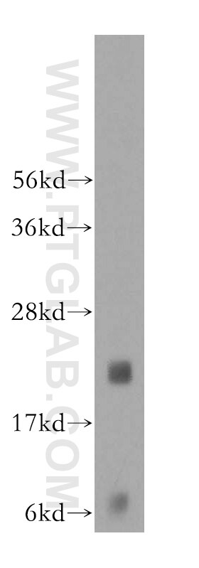 Western Blot (WB) analysis of human heart tissue using MED30 Polyclonal antibody (16787-1-AP)