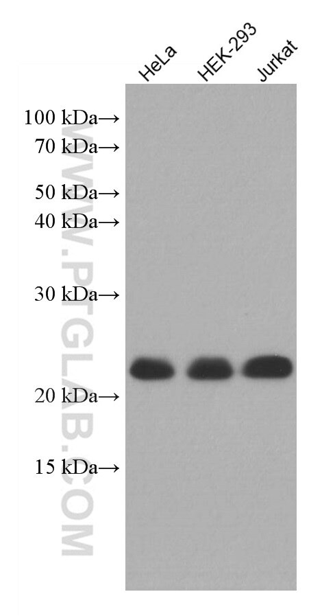 Western Blot (WB) analysis of various lysates using MED30 Monoclonal antibody (67038-1-Ig)