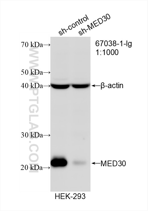 Western Blot (WB) analysis of HEK-293 cells using MED30 Monoclonal antibody (67038-1-Ig)