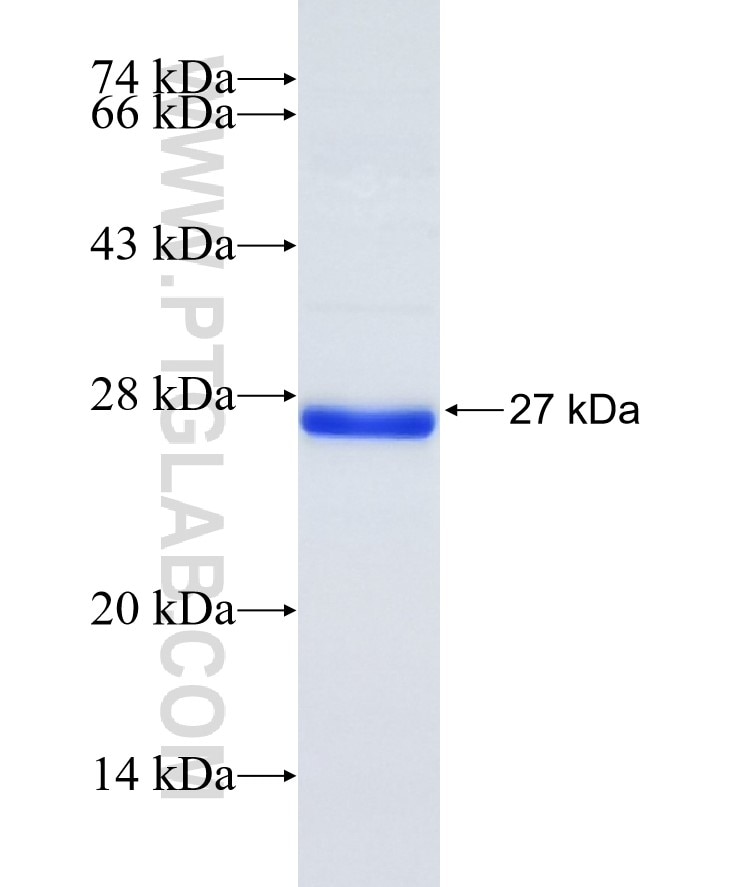 MED30 fusion protein Ag10235 SDS-PAGE