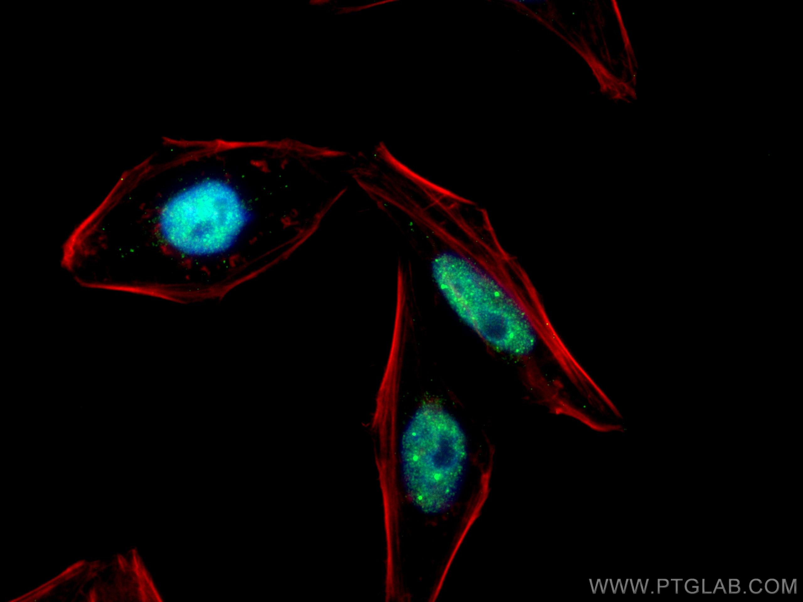 IF Staining of HepG2 using 67839-1-Ig