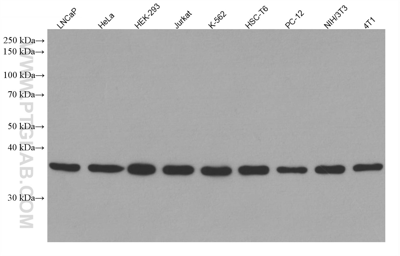 Western Blot (WB) analysis of various lysates using MED4 Monoclonal antibody (67839-1-Ig)