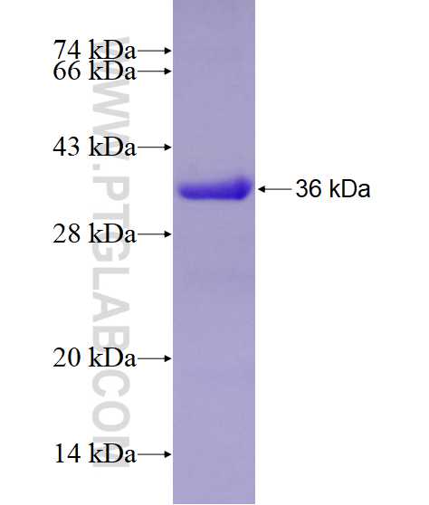 MED4 fusion protein Ag8562 SDS-PAGE