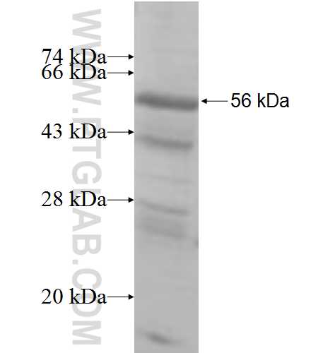 MED4 fusion protein Ag8629 SDS-PAGE