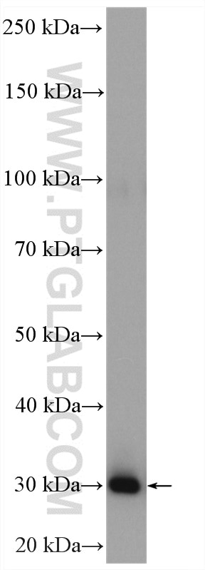 WB analysis of Jurkat using 15338-1-PBS