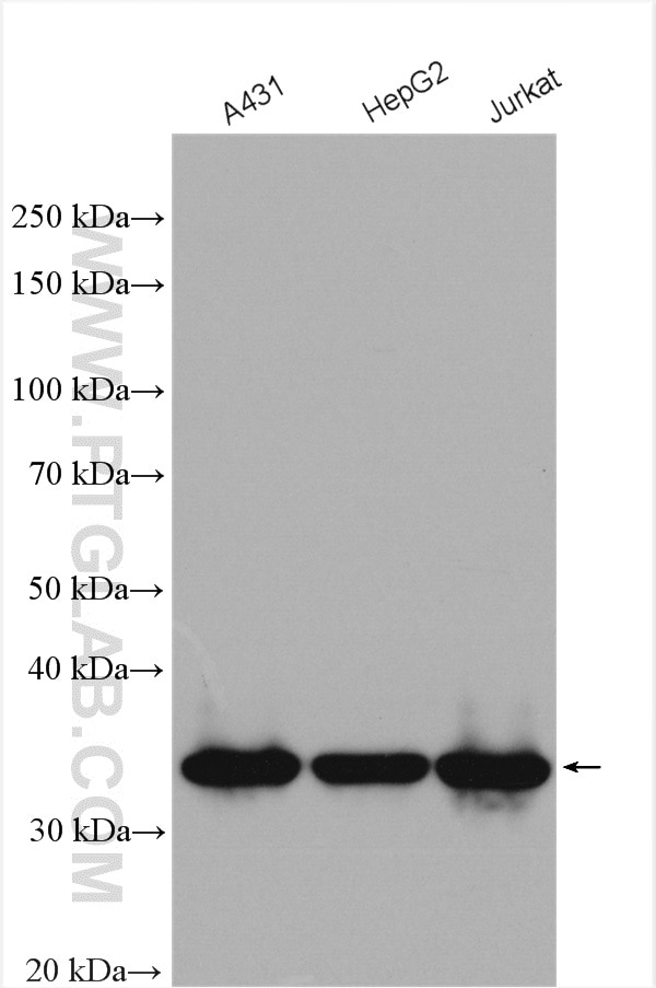 Western Blot (WB) analysis of various lysates using MED6 Polyclonal antibody (15338-1-AP)