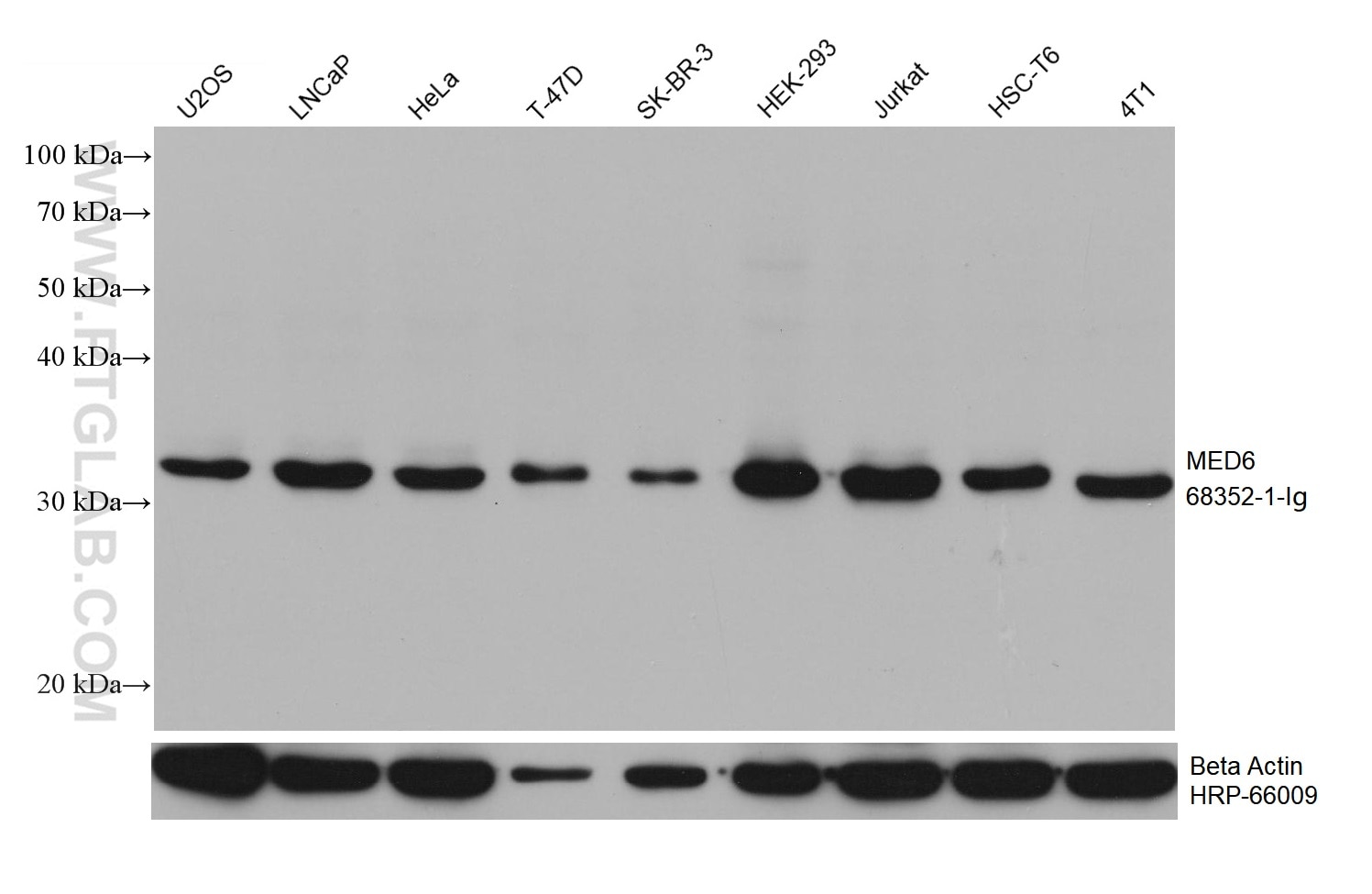 Western Blot (WB) analysis of various lysates using MED6 Monoclonal antibody (68352-1-Ig)