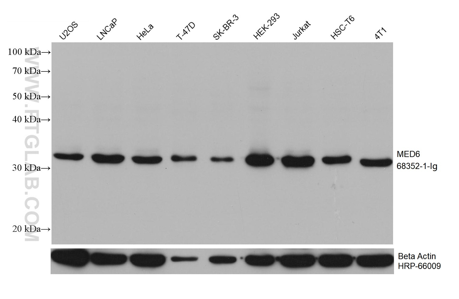 WB analysis using 68352-1-Ig