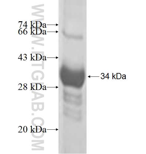 MED6 fusion protein Ag7645 SDS-PAGE