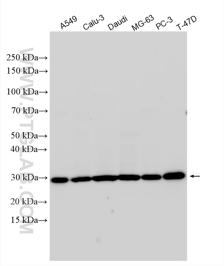 Western Blot (WB) analysis of various lysates using MED7 Polyclonal antibody (33458-1-AP)