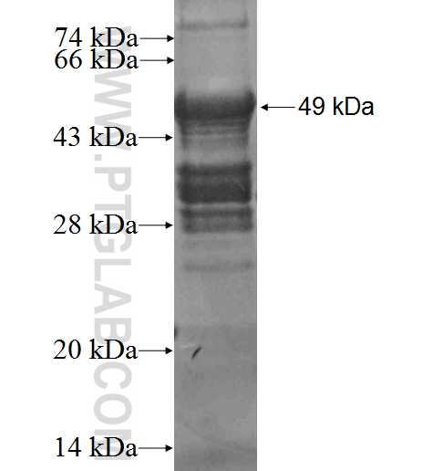 MED8 fusion protein Ag2827 SDS-PAGE