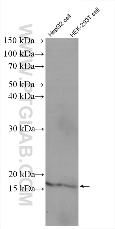 Western Blot (WB) analysis of HEK-293T cells using MED9 Polyclonal antibody (27452-1-AP)