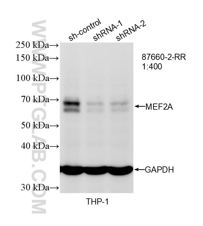 Western Blot (WB) analysis of THP-1 cells using MEF2A Recombinant monoclonal antibody (87660-2-RR)