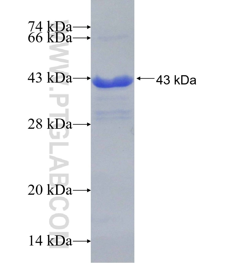 MEF2A fusion protein Ag30349 SDS-PAGE