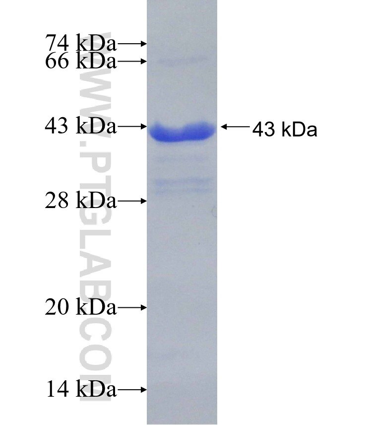 MEF2A fusion protein Ag30349 SDS-PAGE