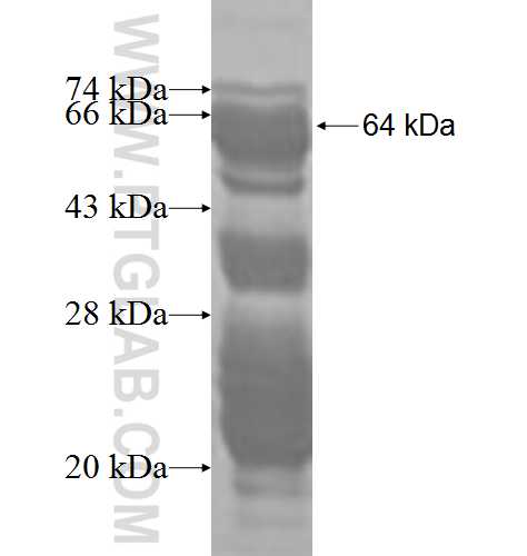 MEF2A fusion protein Ag3049 SDS-PAGE