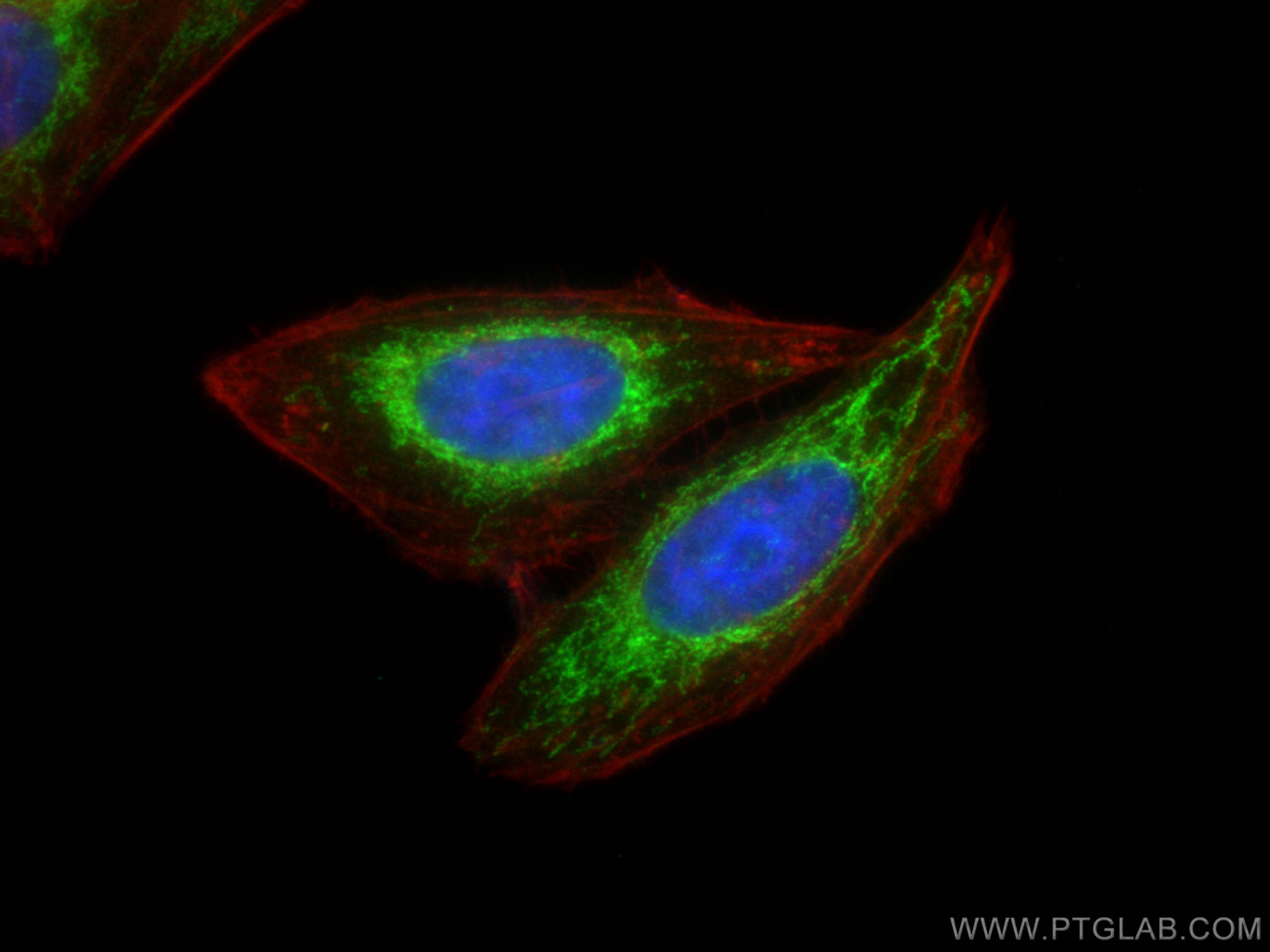 Immunofluorescence (IF) / fluorescent staining of HepG2 cells using MEF2C Polyclonal antibody (10056-1-AP)
