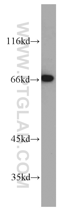 Western Blot (WB) analysis of SH-SY5Y cells using MEF2C Polyclonal antibody (10056-1-AP)