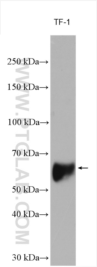 Western Blot (WB) analysis of TF-1 cells using MEF2C Polyclonal antibody (16953-1-AP)