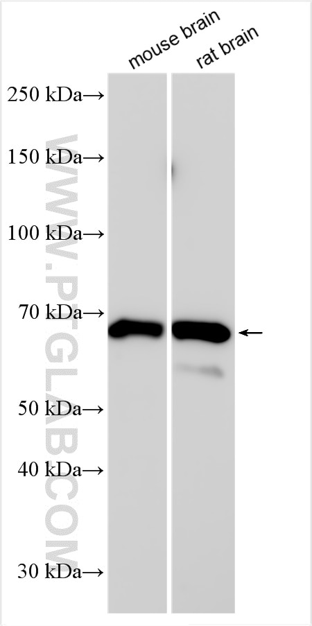 Western Blot (WB) analysis of various lysates using MEF2C Polyclonal antibody (18290-1-AP)