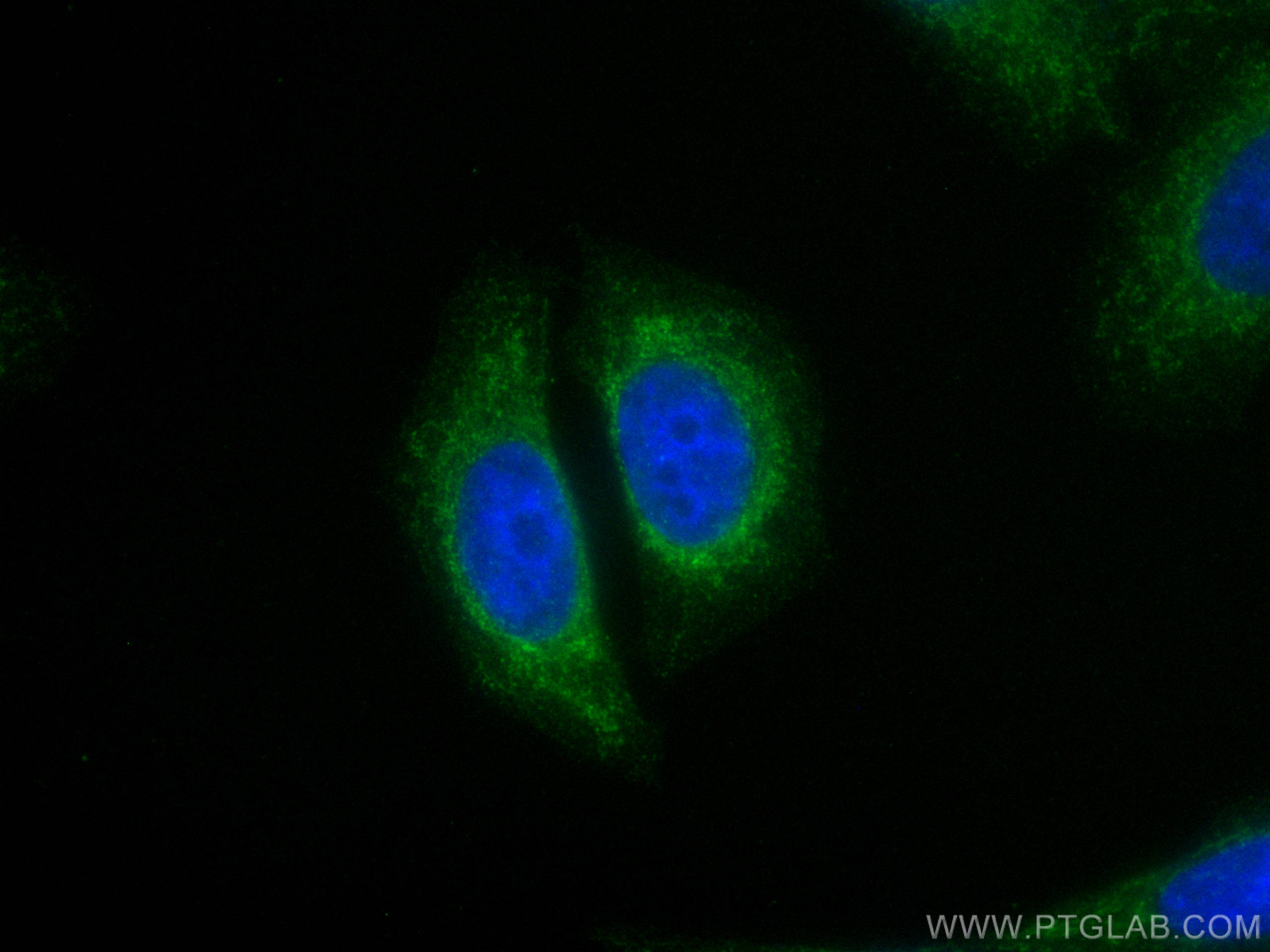 IF Staining of HepG2 using CL488-10056