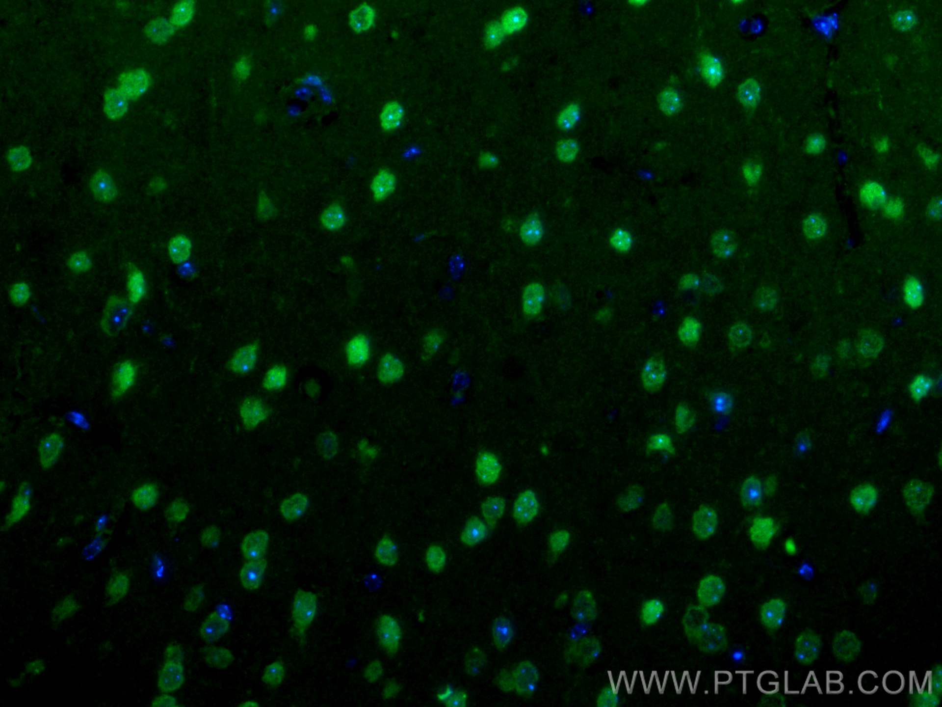 Immunofluorescence (IF) / fluorescent staining of mouse brain tissue using CoraLite® Plus 488-conjugated MEF2C Polyclonal ant (CL488-20326)
