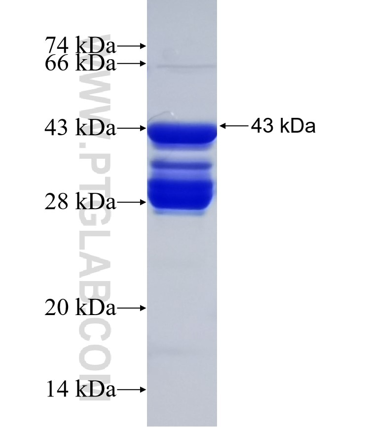 MEF2C fusion protein Ag0020 SDS-PAGE