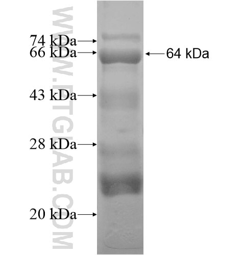 MEF2C fusion protein Ag10583 SDS-PAGE