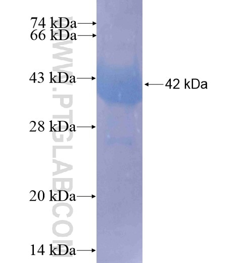 MEF2C fusion protein Ag10846 SDS-PAGE