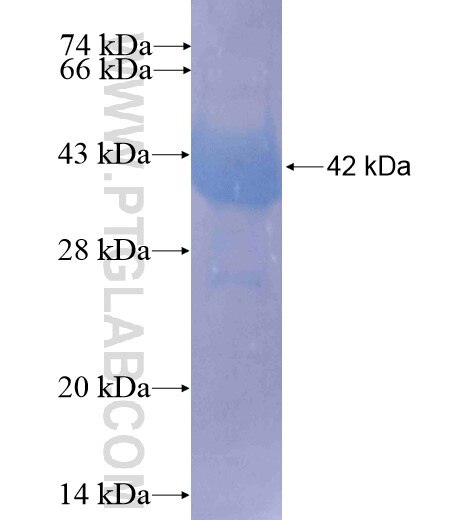 MEF2C fusion protein Ag10846 SDS-PAGE