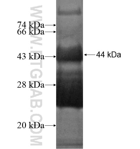 MEF2C fusion protein Ag13255 SDS-PAGE
