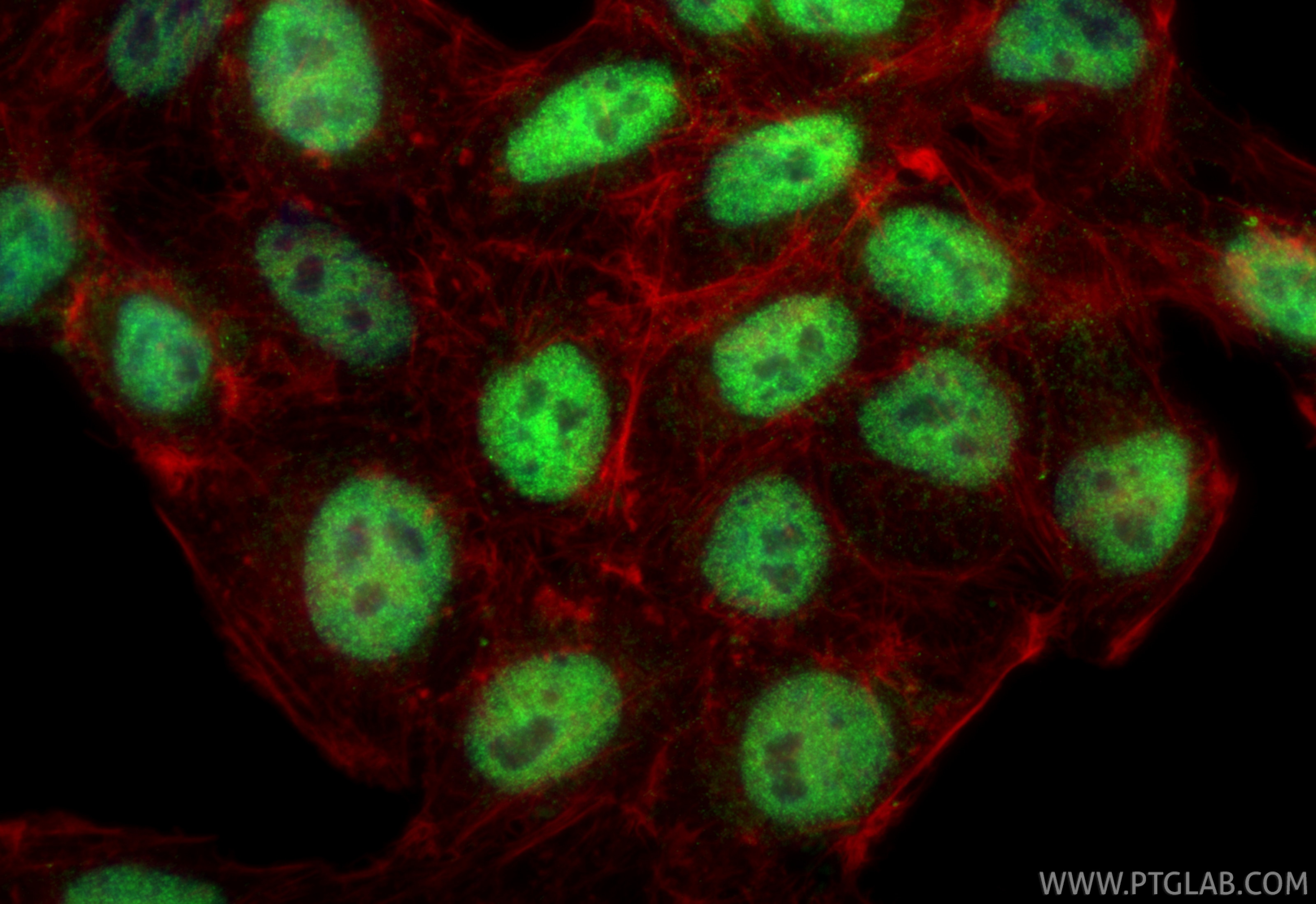 Immunofluorescence (IF) / fluorescent staining of HepG2 cells using MEF2D Polyclonal antibody (14353-1-AP)
