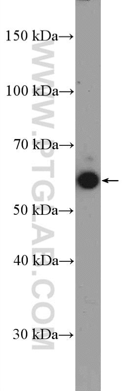Western Blot (WB) analysis of C2C12 cells using MEF2D Polyclonal antibody (14353-1-AP)