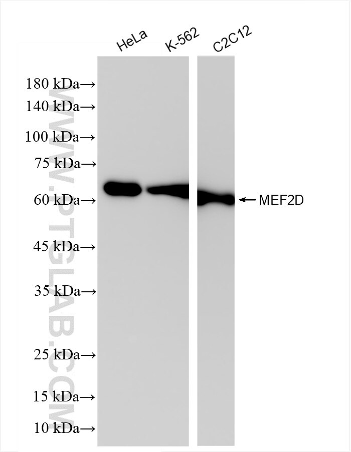 Western Blot (WB) analysis of various lysates using MEF2D Recombinant antibody (85801-5-RR)