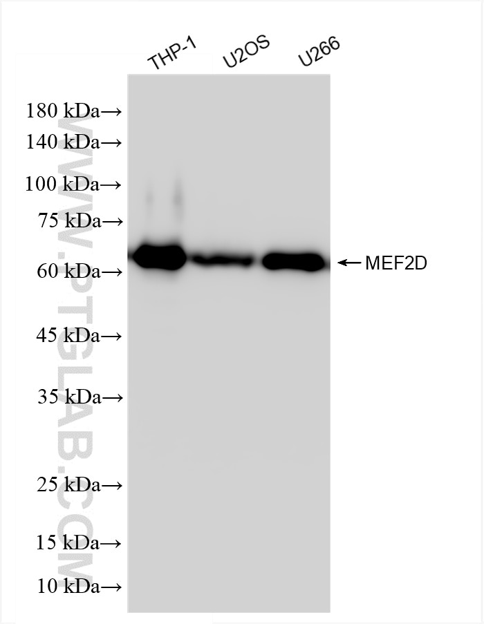 MEF2D
