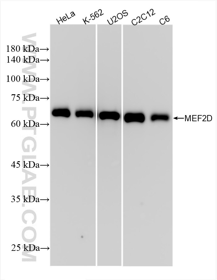 Western Blot (WB) analysis of various lysates using MEF2D Recombinant antibody (85801-5-RR)