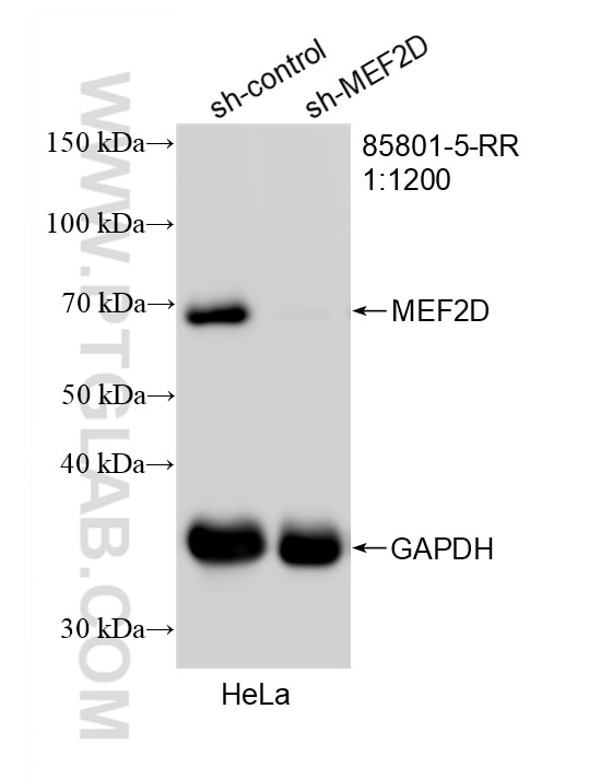Western Blot (WB) analysis of HeLa cells using MEF2D Recombinant monoclonal antibody (85801-5-RR)