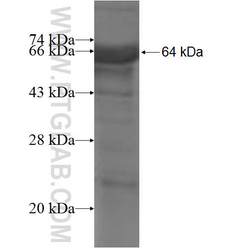 MEF2D fusion protein Ag5700 SDS-PAGE