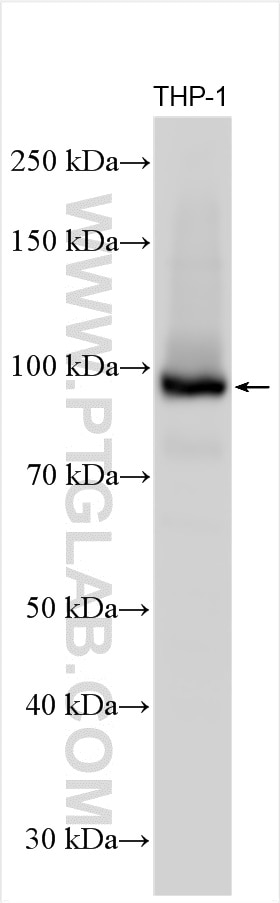 Western Blot (WB) analysis of various lysates using MEFV Polyclonal antibody (24280-1-AP)