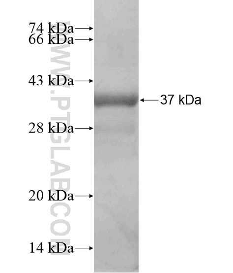MEGF10 fusion protein Ag18716 SDS-PAGE