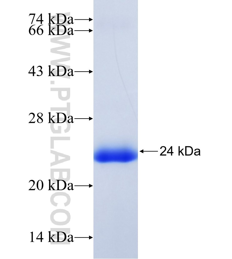MEGF11 fusion protein Ag35276 SDS-PAGE