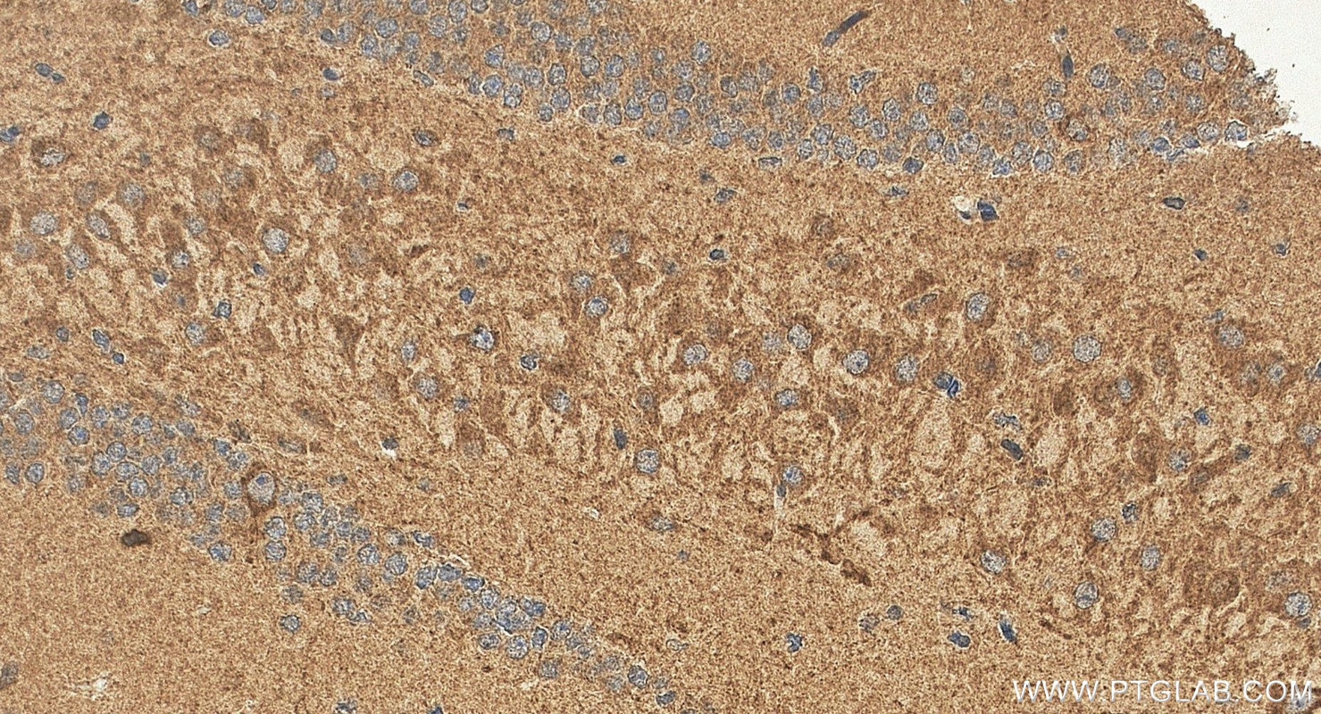 IHC staining of mouse brain using 29924-1-AP (same clone as 29924-1-PBS) Immunohistochemistry (IHC) staining of mouse brain tissue using MEGF9 Polyclonal antibody (29924-1-AP)