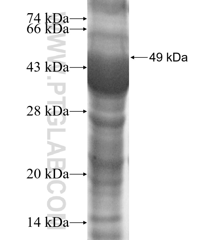 MEI1 fusion protein Ag4253 SDS-PAGE