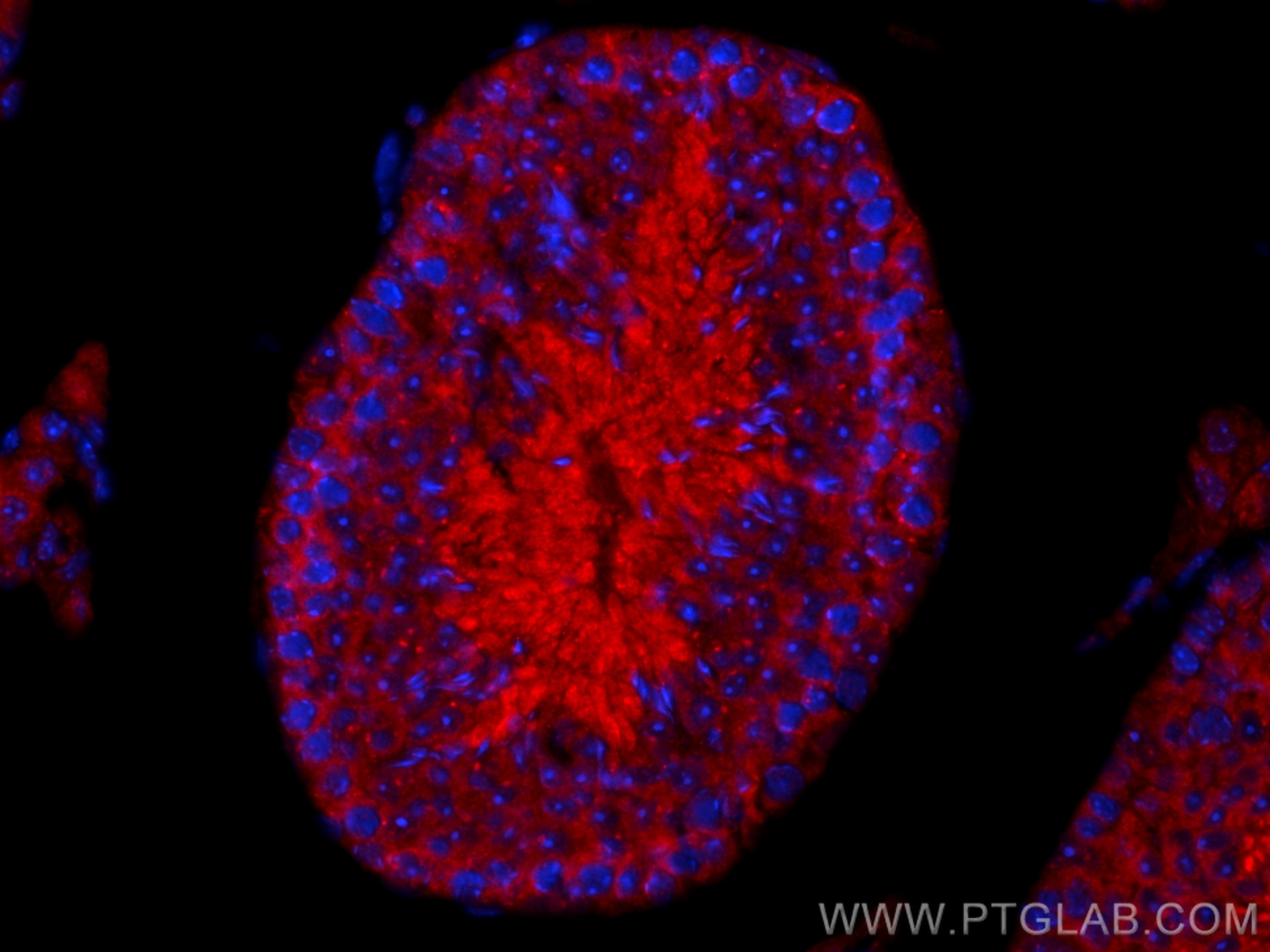 IF Staining of mouse testis using 31759-1-AP (same clone as 31759-1-PBS) Immunofluorescence (IF) / fluorescent staining of mouse testis tissue using MEIKIN Polyclonal antibody (31759-1-AP)