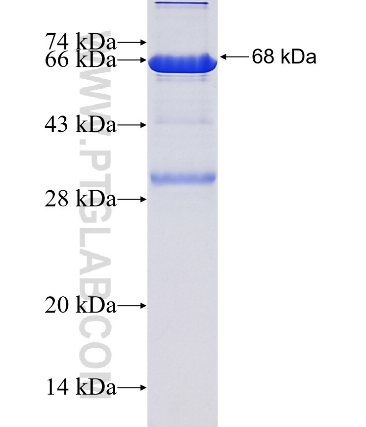 MEIS1 fusion protein Ag33675 SDS-PAGE