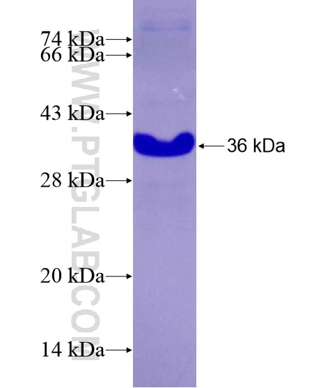 MEIS2 fusion protein Ag28983 SDS-PAGE