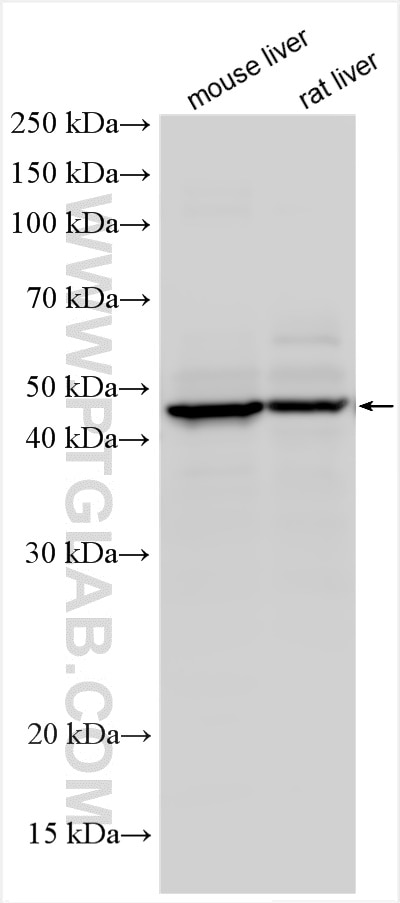 Western Blot (WB) analysis of various lysates using MEIS3 Polyclonal antibody (12775-1-AP)