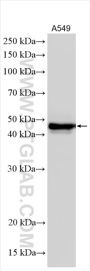 Western Blot (WB) analysis of various lysates using MEIS3 Polyclonal antibody (12775-1-AP)