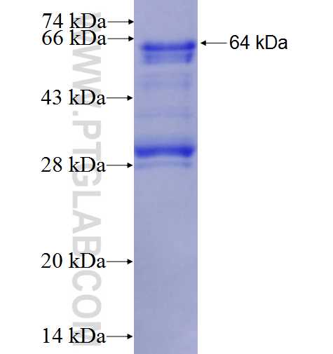 MEIS3 fusion protein Ag3471 SDS-PAGE