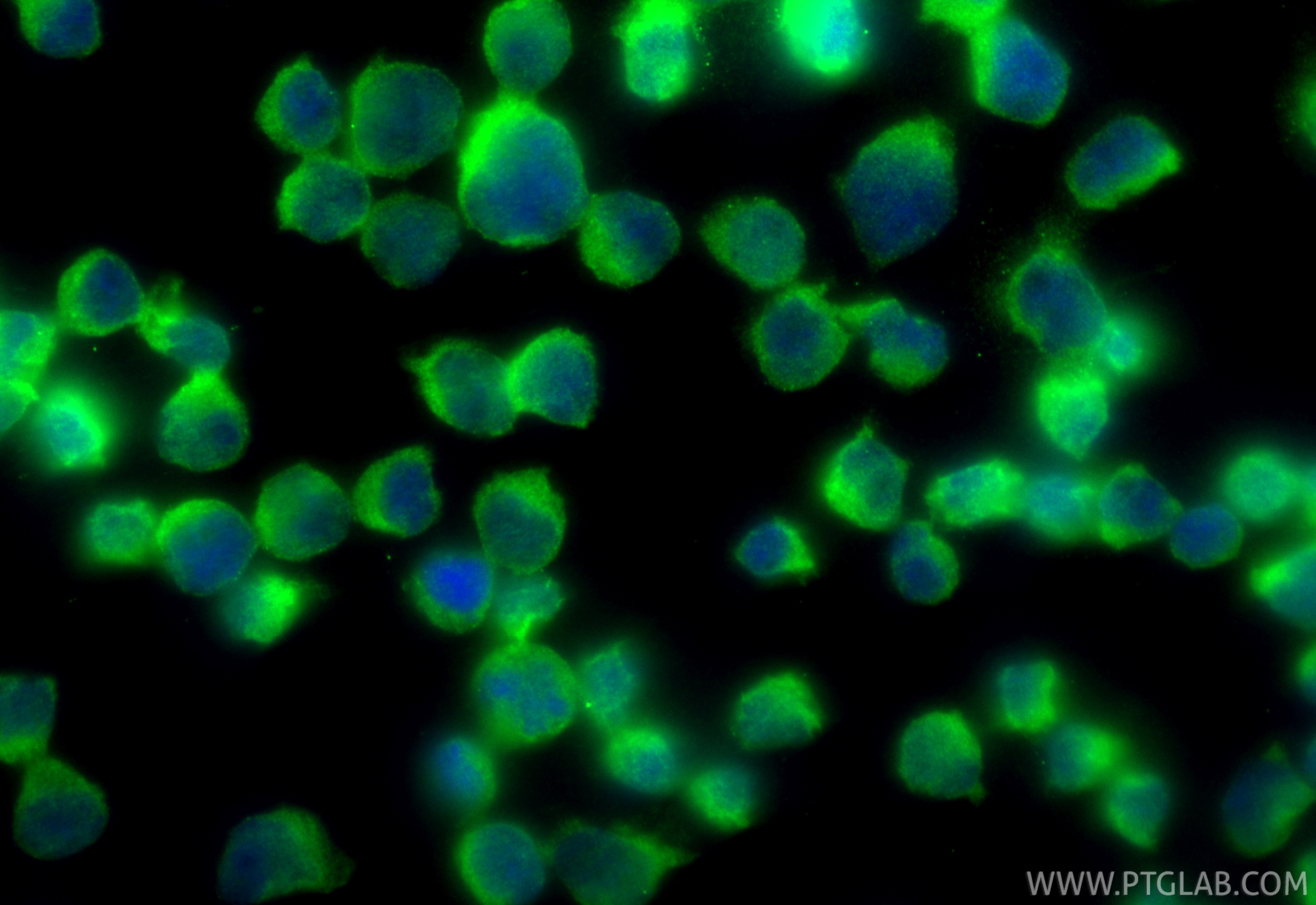 Immunofluorescent analysis of (4% PFA) fixed Jurkat cells using CoraLite® Plus 488 MEK1/2 antibody (CL488-84967, Clone: 242614G3 ) at dilution of 1:200. Immunofluorescence (IF) / fluorescent staining of Jurkat cells using CoraLite® Plus 488-conjugated MEK1/2 Recombinant m (CL488-84967)